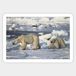 Polar Bear & Cub Walking on the Tundra, Churchill, Canada Sticker